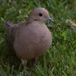 Dove5.jpg