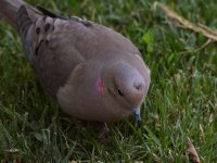 Dove7.jpg