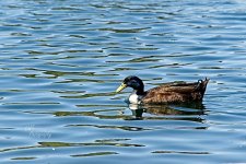 04-21-21-CR_D500572-ON1.jpg