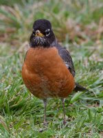Robin.jpg
