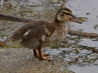Duckling2.jpg