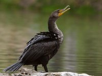 Cormorant2.jpg