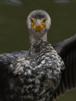 Cormorant10.jpg