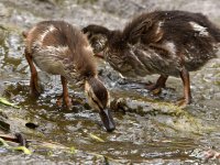 Duckling4.jpg