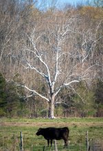Cow & Tree 2 (1 of 1).jpg