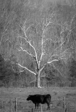 Cow & Tree B&W (1 of 1).jpg