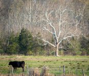 Cow & Tree 3 (1 of 1).jpg
