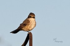 04-24-21-CR_D500628-ON1.jpg
