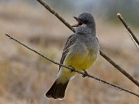 Kingbird8.jpg