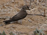 Swallow3.jpg