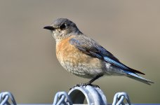 _ROY9515_02.jpg