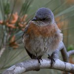Bluebird5.jpg