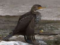 Cormorant.jpg