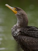 Cormorant5.jpg