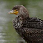 Cormorant7.jpg