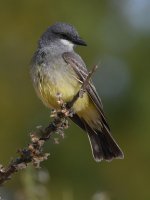 Kingbird4.jpg