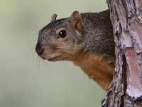 Squirrel3.jpg