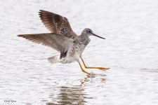 YellowlegsLanding-846.jpg