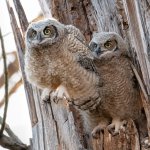 OwletPair-846.jpg