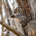 OwlMeat-846.jpg