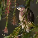GreenHeron2.jpg