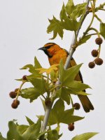 Oriole5.jpg