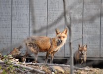 Fox and kit LG (1 of 1).jpg