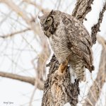 OwlLookingDown-846.jpg