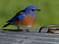Bluebird4.jpg