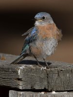 Bluebird8.jpg