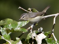 Vireo.jpg