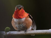 Hummer.jpg
