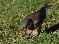 Bluebird4.jpg