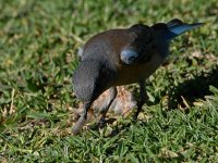 Bluebird3.jpg