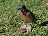Bluebird2.jpg