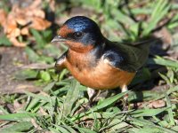 Swallow3.jpg