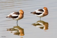 AvocetsSleeping-847.jpg