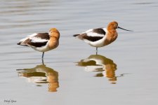 AvocetsSleeping-848.jpg