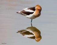 AvocetsSleeping-849.jpg