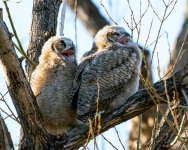 OwletsYawning-847.jpg