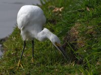 Egret.jpg