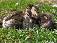 Duckling2.jpg