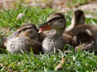 Duckling5.jpg
