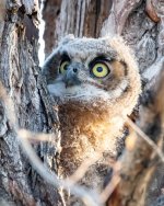 OwletPeeking-849.jpg