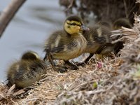 Duckling4.jpg