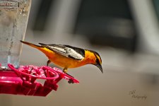 05-01-21-CR_D500714-ON1.jpg
