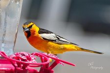05-01-21-CR_D500716-ON1.jpg