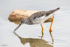 YellowlegsWorm-849.jpg