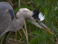 BlueHeron2.jpg
