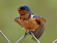 Swallow2.jpg